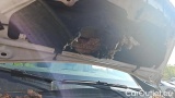  Opel  Vivaro 1,6 Diesel 70kW Euro 6 L1H1 2,7t #17