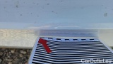  Volkswagen  Golf  2.0 TDI SCR 85kW Life Variant #31