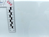  Dacia  Spring -  39 #23