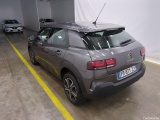 C4 Cactus