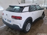 C4 Cactus