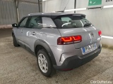 C4 Cactus