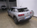 C4 Cactus