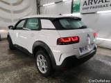 C4 Cactus