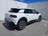 C4 Cactus