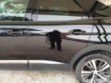  Peugeot  3008 PEUGEOT  / 2020 / 5P / SUV BLUEHDI 130 EAT8 SeS ALLURE #71