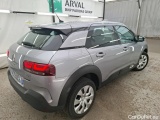 C4 Cactus