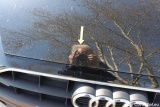  Audi  A4  Avant 35 TDI 2.0 TDI 120KW AT7 E6d #26