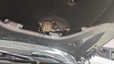  Bmw  Serie 3 320d xDrive Touring Automatic #17