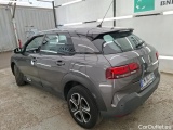 C4 Cactus